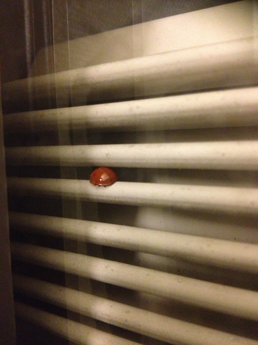 Petit signe, une coccinelle sur ma fenêtre au CHUV...